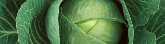 m_cabbage2