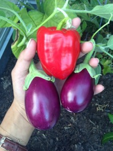 Pepper-eggplant in hand