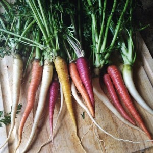 Carrots - colored